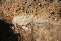 Gleyed Soil.jpg Gleyed Soil.jpg